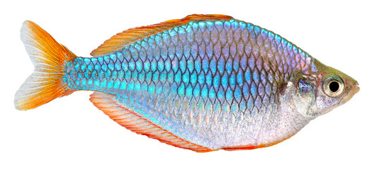 Fototapeta premium Dwarf Neon Rainbow fish