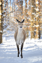 Deer in winter forest