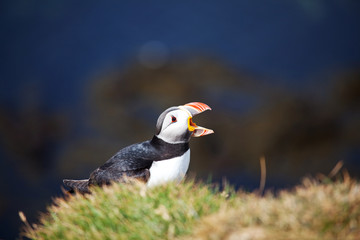 Puffin