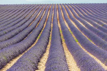 lavender field, Plateau de Valensole, Provence, France