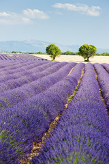 lavender field, Plateau de Valensole, Provence, France
