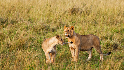 Fototapeta na wymiar Afrykańskie Lionesses w Masai Mara National Park, Kenia