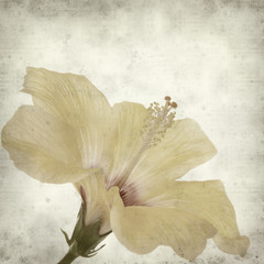 textured old paper background with  yellow hibiscus flower