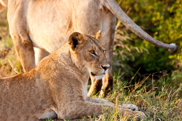 African Lionesses in the Maasai Mara National Park, Kenya