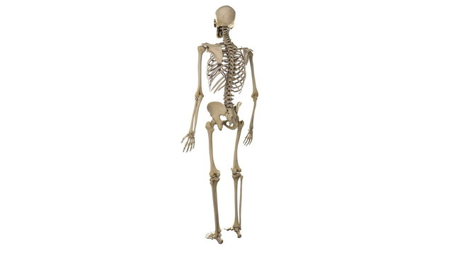 Rotating male skeleton