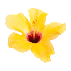 Fototapeta na wymiar piękny żółty hibiscus na białym tle
