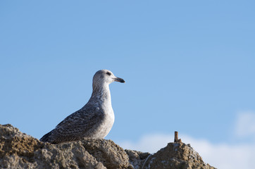 seagull