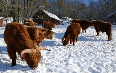 The flock of  highland cattle in winter season