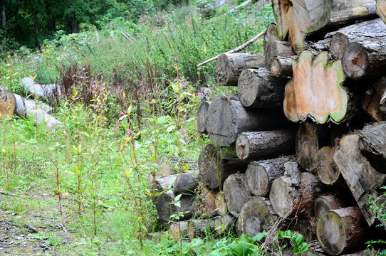 Pile Of Old Logs In An Overgrown Field