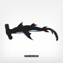 Engraving vintage Hammerhead.