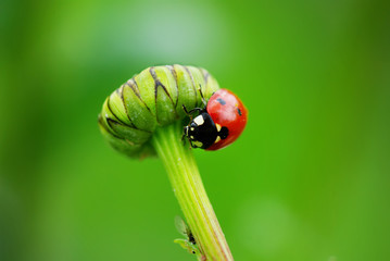 Coccinelle