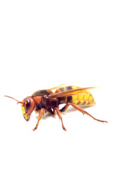 frelon
