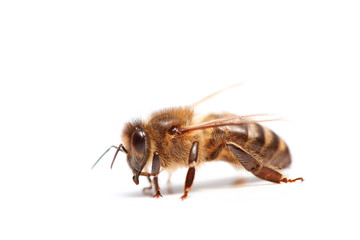 abeille
