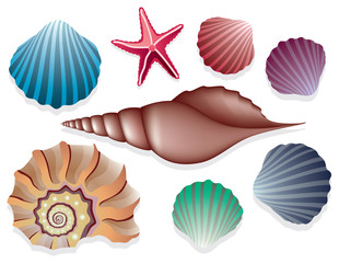 vector collection of sea shells