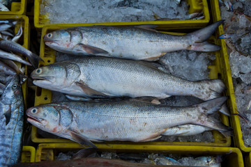 Fresh fish