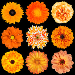 Selection of Various Orange Flowers Isolated on Black