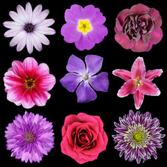 Various Pink, Purple, Red Flowers Isolated on Black