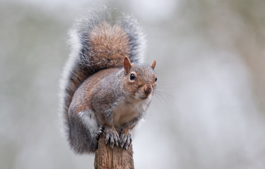 Grey Squirrel