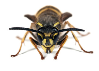 Wasp - Vespula vulgaris queen