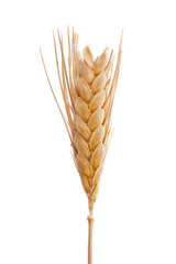 Wheat macro isolated on white