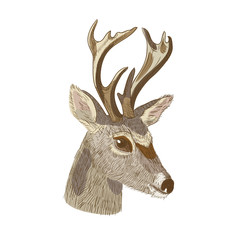 Sketch of deer head