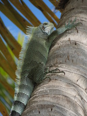 iguane