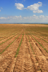 Fototapeta na wymiar Agricultural field