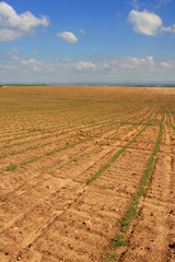 Agricultural field