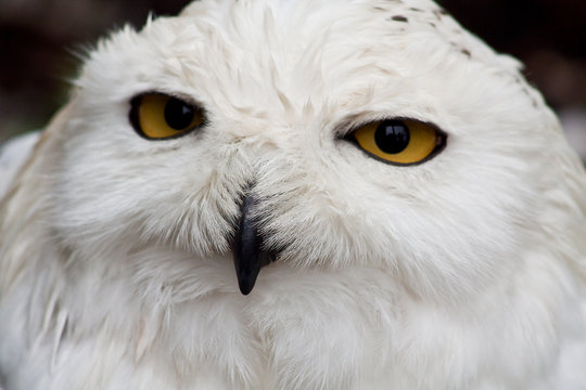 Schneeeule