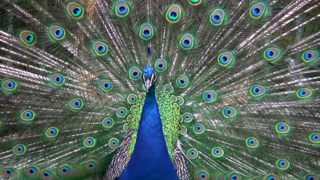I am a peacock