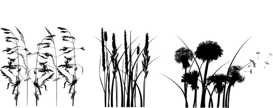 black grass silhouettes isolated on white