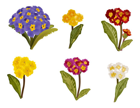 primula collection isolated on white background