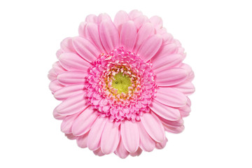 Rosa Gerbera, Nahaufnahme