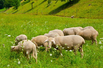 Grazing Sheeps