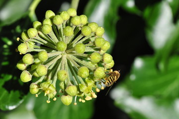 Ivy flowers