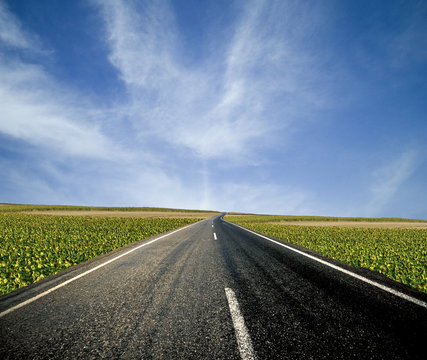 Road ahead and the sunflower fields