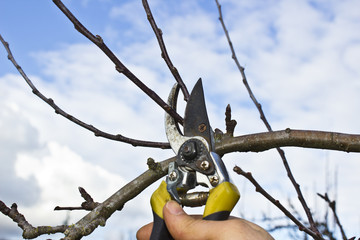Tree Pruning
