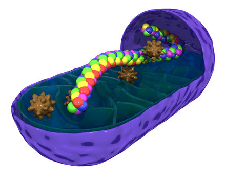 Schematic Mitochondria On A White Background №1