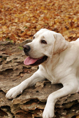 yellow labradors in the park in autumn