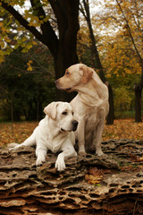 two yellow labradors in the park in autumn