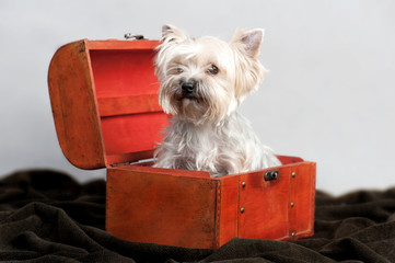Yorkshire terrier dog portrait