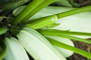 Marrow Squash growing on vegetable bed