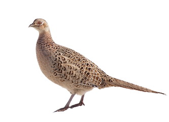 Common Pheasant female isolated on white background