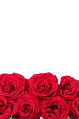Beautiful red roses isolated on white