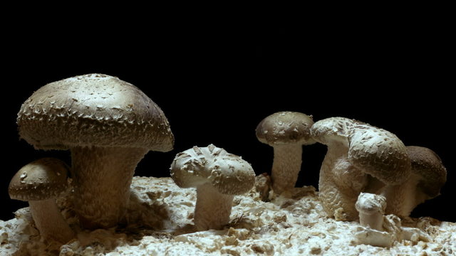 Shiitake Mushroom Timelapse