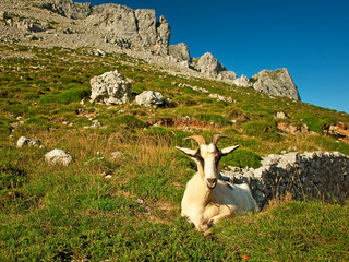 Naklejka premium Goat in the mountains