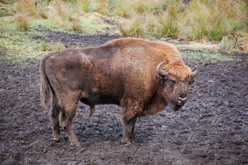 Bison (Bison bonasus) in national park  Belovezhsky dense forest