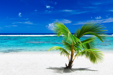 Small palm tree hanging over stunning blue lagoon