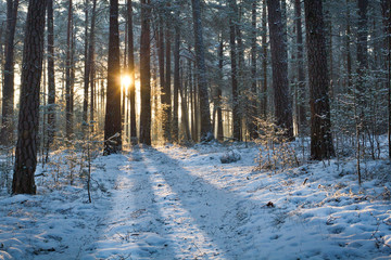 Sunrise in forest at winter