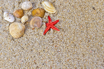 Fototapeta na wymiar Sea shells